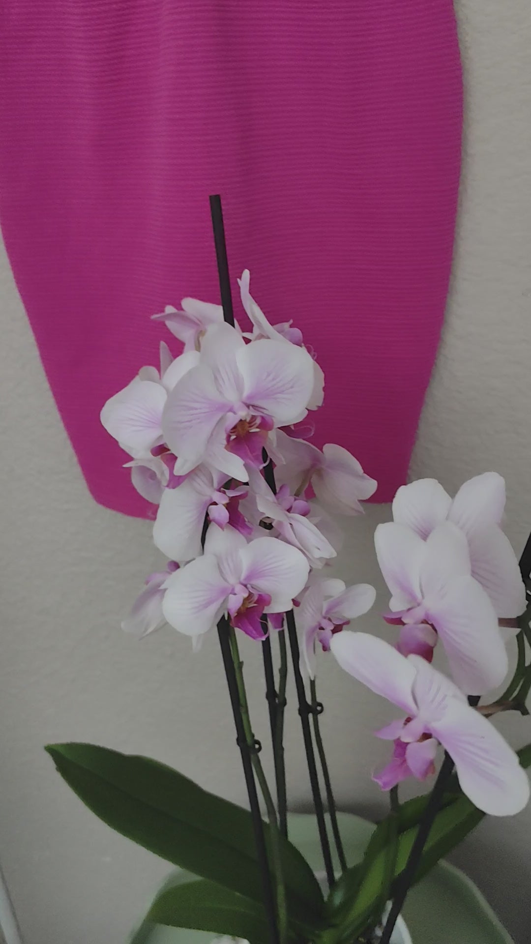 Robe cintrée fleurs